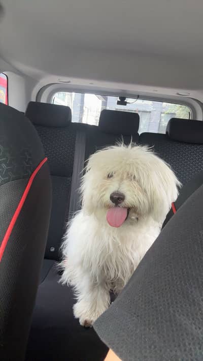 Maltipoo Pure breed