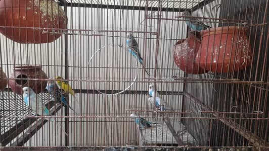 Parrots