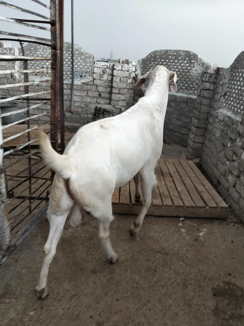 Bakra Ghar ka pala huwa — photo 3