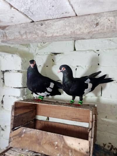 kala mena breeeder pair gandadar