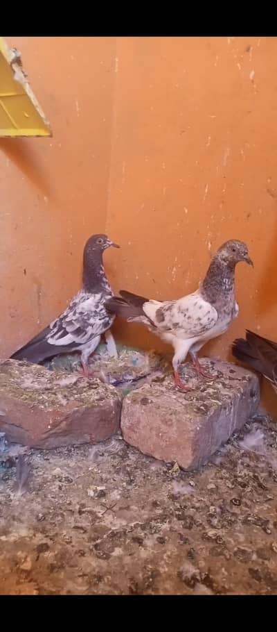 teddy or frozpuri baby pigeon