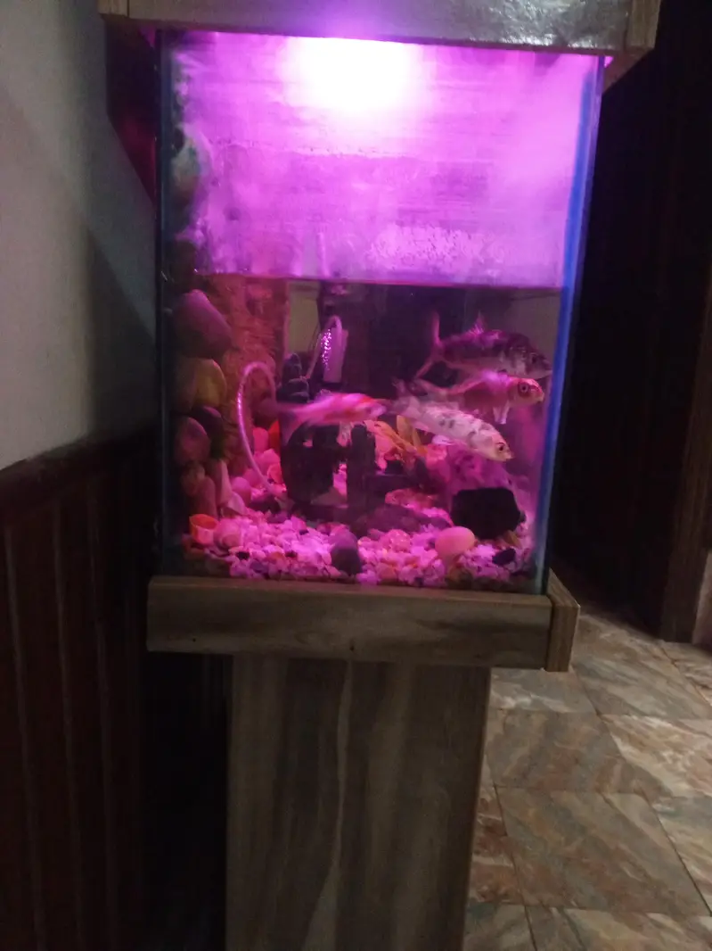 Aquarium with fishes — photo 3