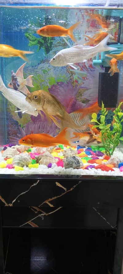 Aquarium for Sale