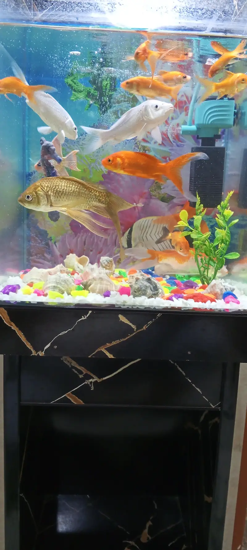 Aquarium for Sale — photo 3