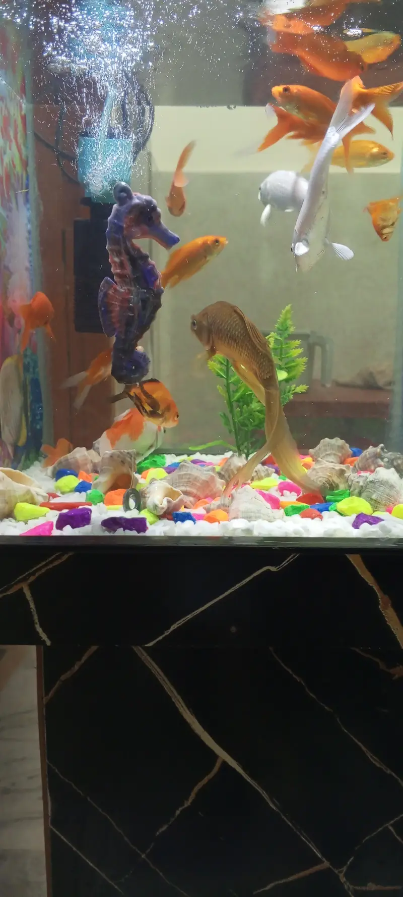 Aquarium for Sale — photo 9