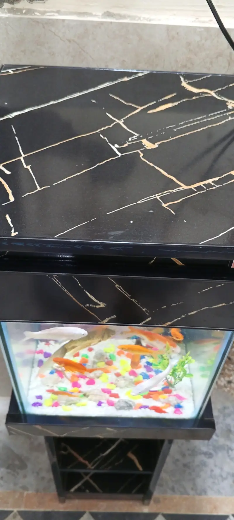 Aquarium for Sale — photo 12