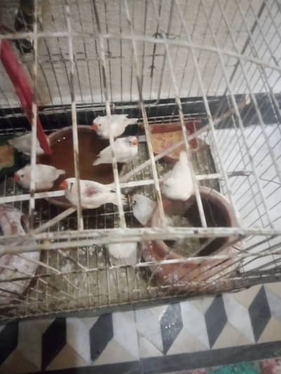 Salam, Zibra finches family for sale , Home breed