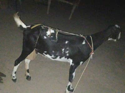 Beautiful Makhi Cheena / Beetal Goat for Sale – High Milk Yield