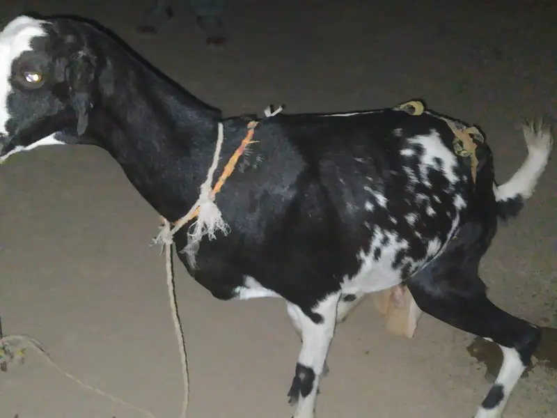 Beautiful Makhi Cheena / Beetal Goat for Sale – High Milk Yield — photo 2
