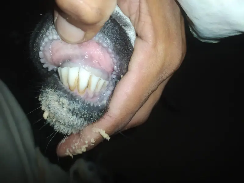 Beautiful Makhi Cheena / Beetal Goat for Sale – High Milk Yield — photo 3