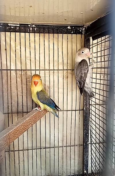 breeder pair forsell