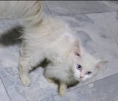 pure Persian cat