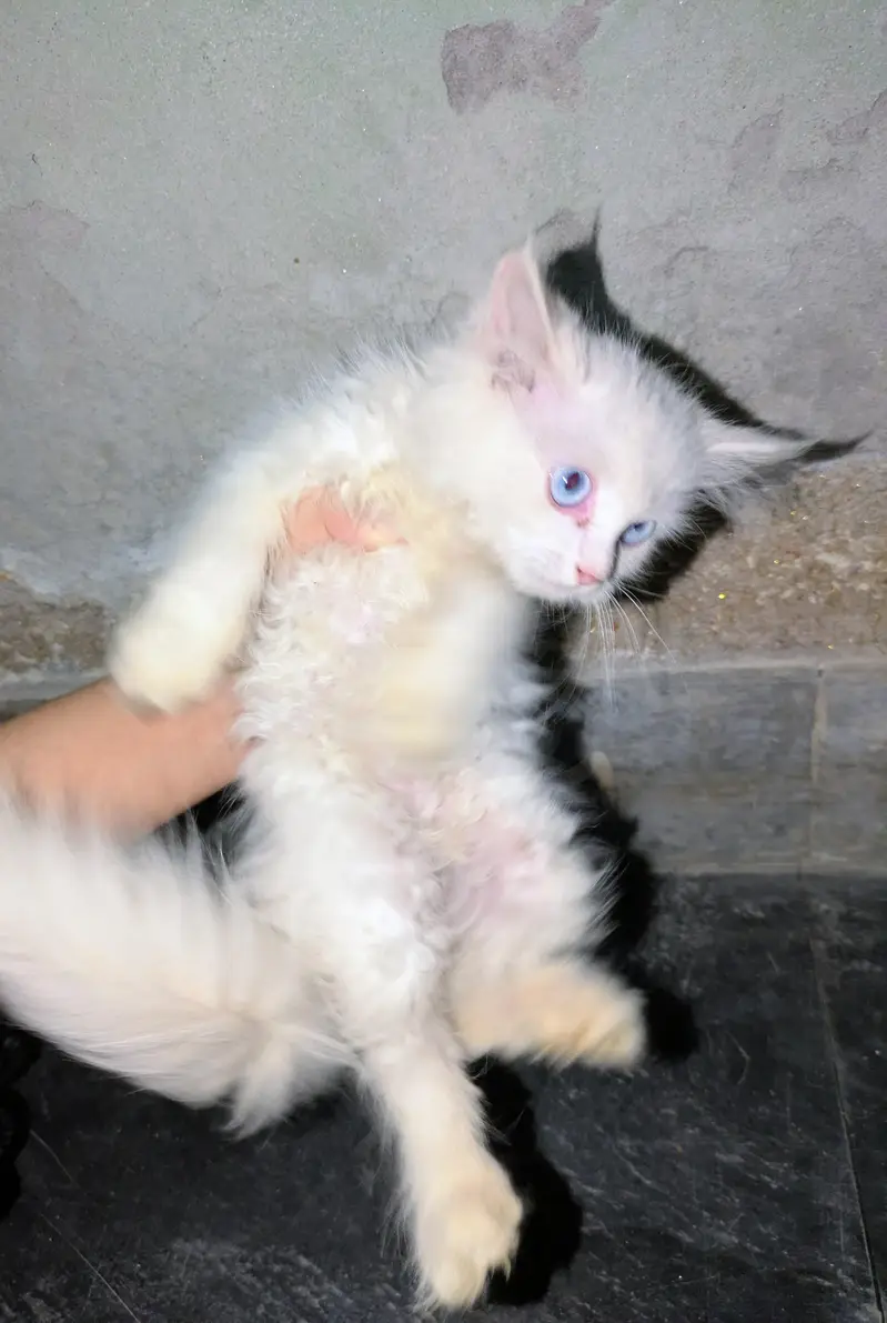 pure Persian cat — photo 2