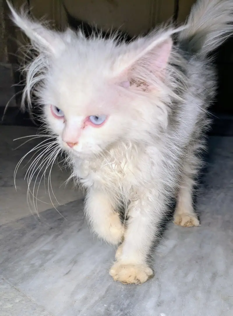 pure Persian cat — photo 3