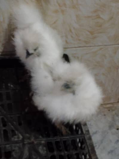 silky chicks pair