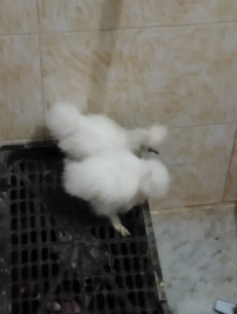 silky chicks pair — photo 2