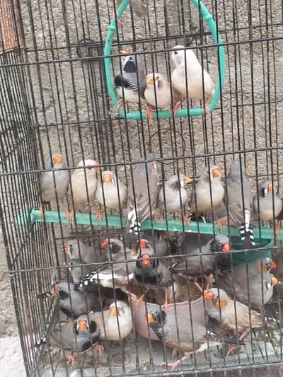 Finch available.  different mutation