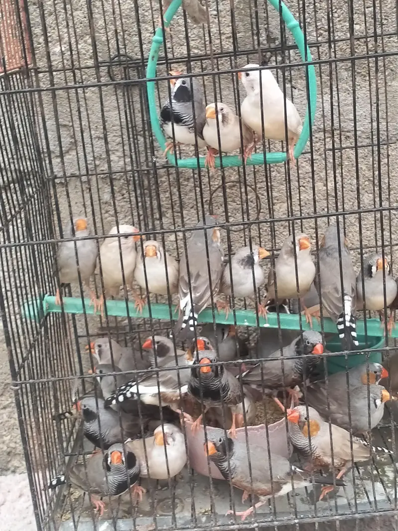 Finch available.  different mutation