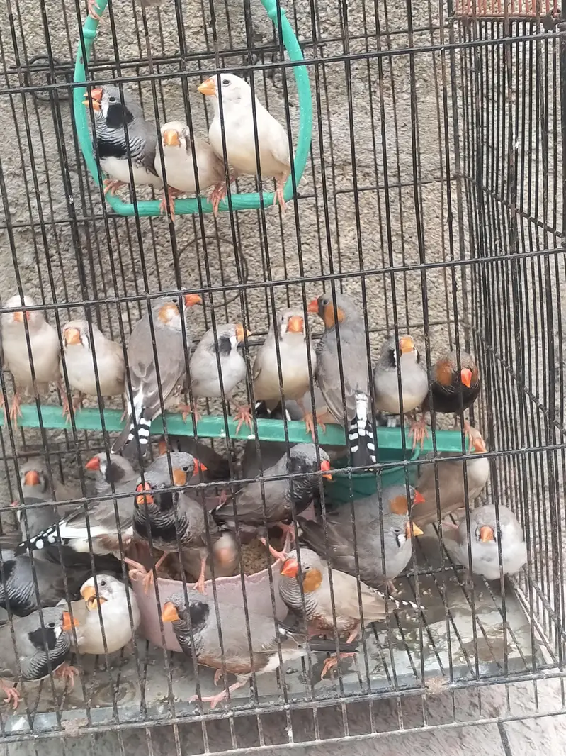 Finch available.  different mutation — photo 2