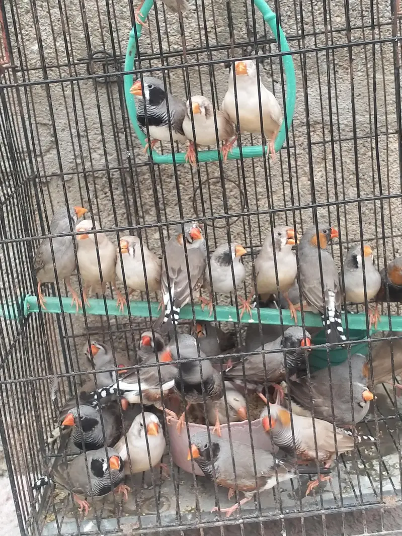 Finch available.  different mutation — photo 3