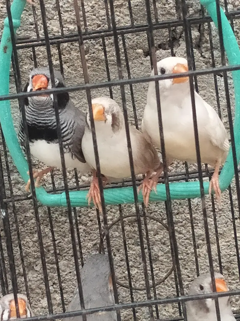 Finch available.  different mutation — photo 4