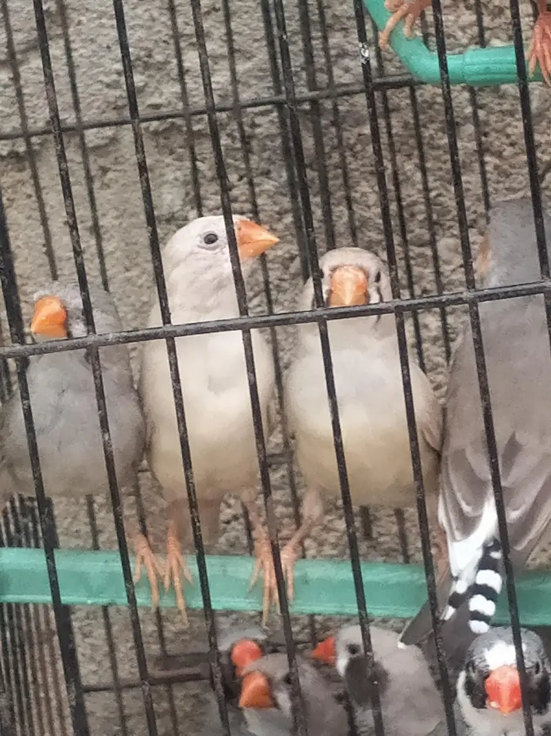Finch available.  different mutation — photo 5