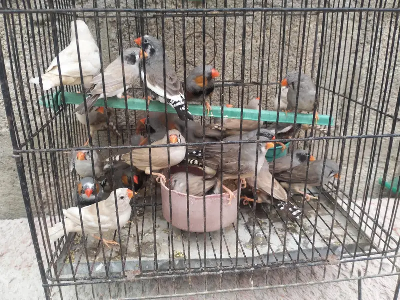 Finch available.  different mutation — photo 6