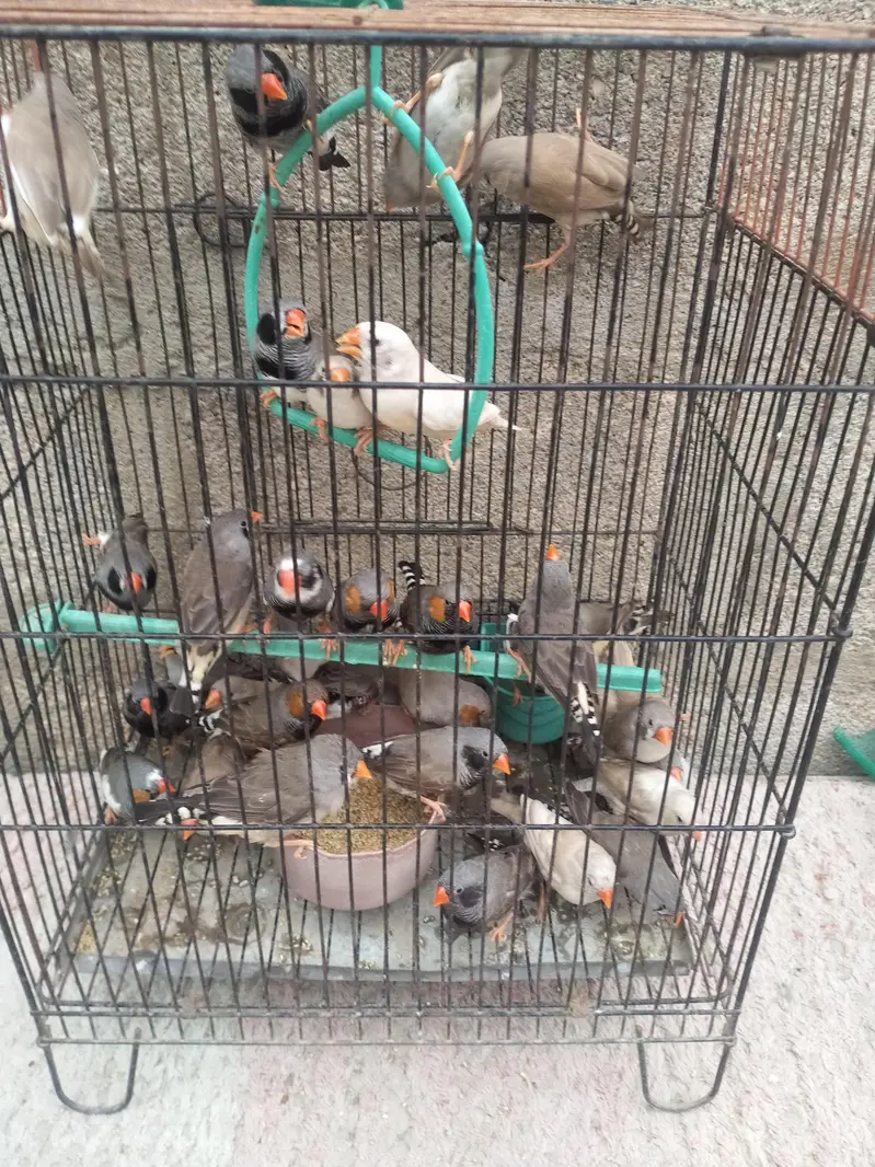 Finch available.  different mutation — photo 7