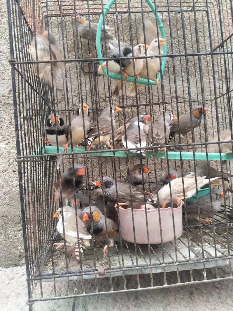 Finch available.  different mutation — photo 8