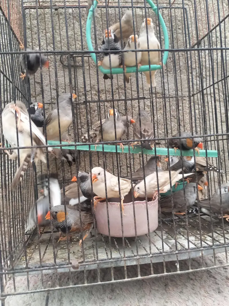 Finch available.  different mutation — photo 9