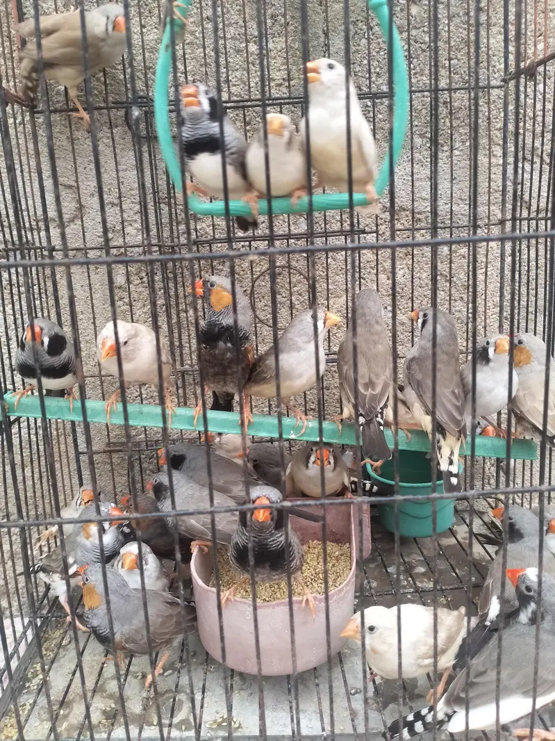 Finch available.  different mutation — photo 10