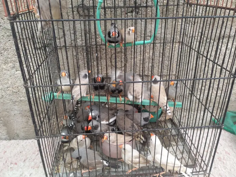 Finch available.  different mutation — photo 11