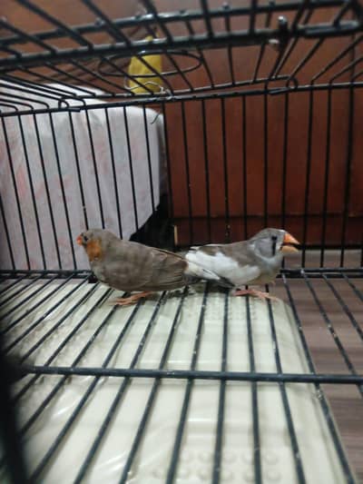 2 mutation finch breeder pair