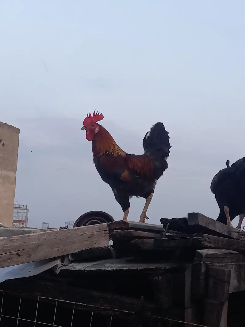 takribn 2 kg weight ha — photo 2