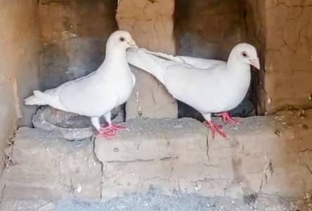 qasid pigeon