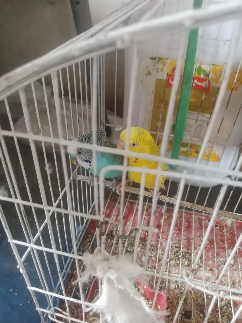 Australian Budgies Pair with Cage – Healthy & Active — photo 2