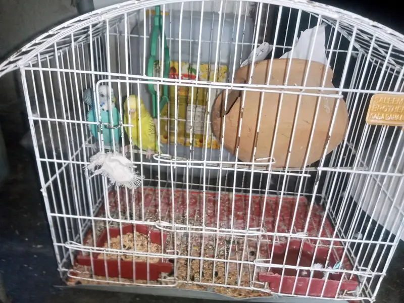 Australian Budgies Pair with Cage – Healthy & Active — photo 5