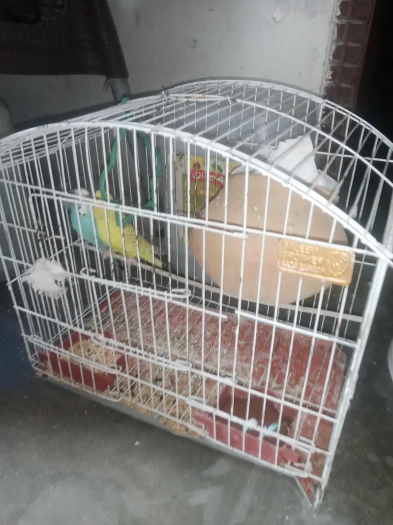 Australian Budgies Pair with Cage – Healthy & Active — photo 6