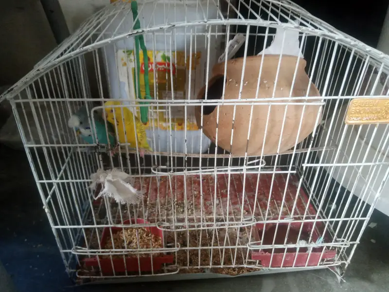 Australian Budgies Pair with Cage – Healthy & Active — photo 7