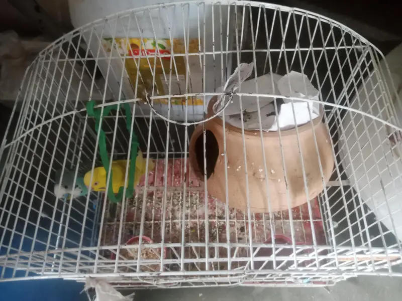 Australian Budgies Pair with Cage – Healthy & Active — photo 8