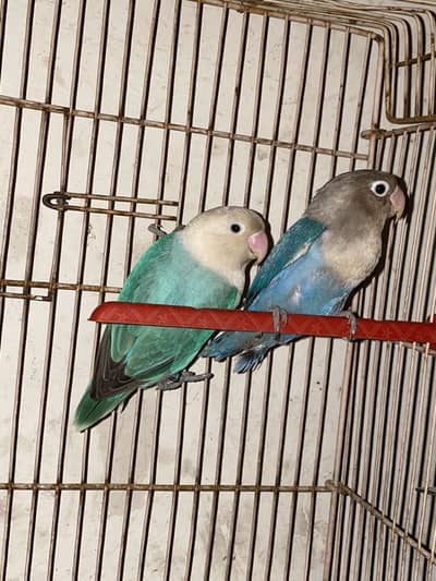 Love birds pairs