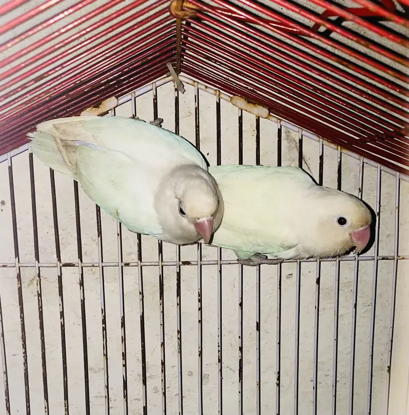 Love birds pairs — photo 2