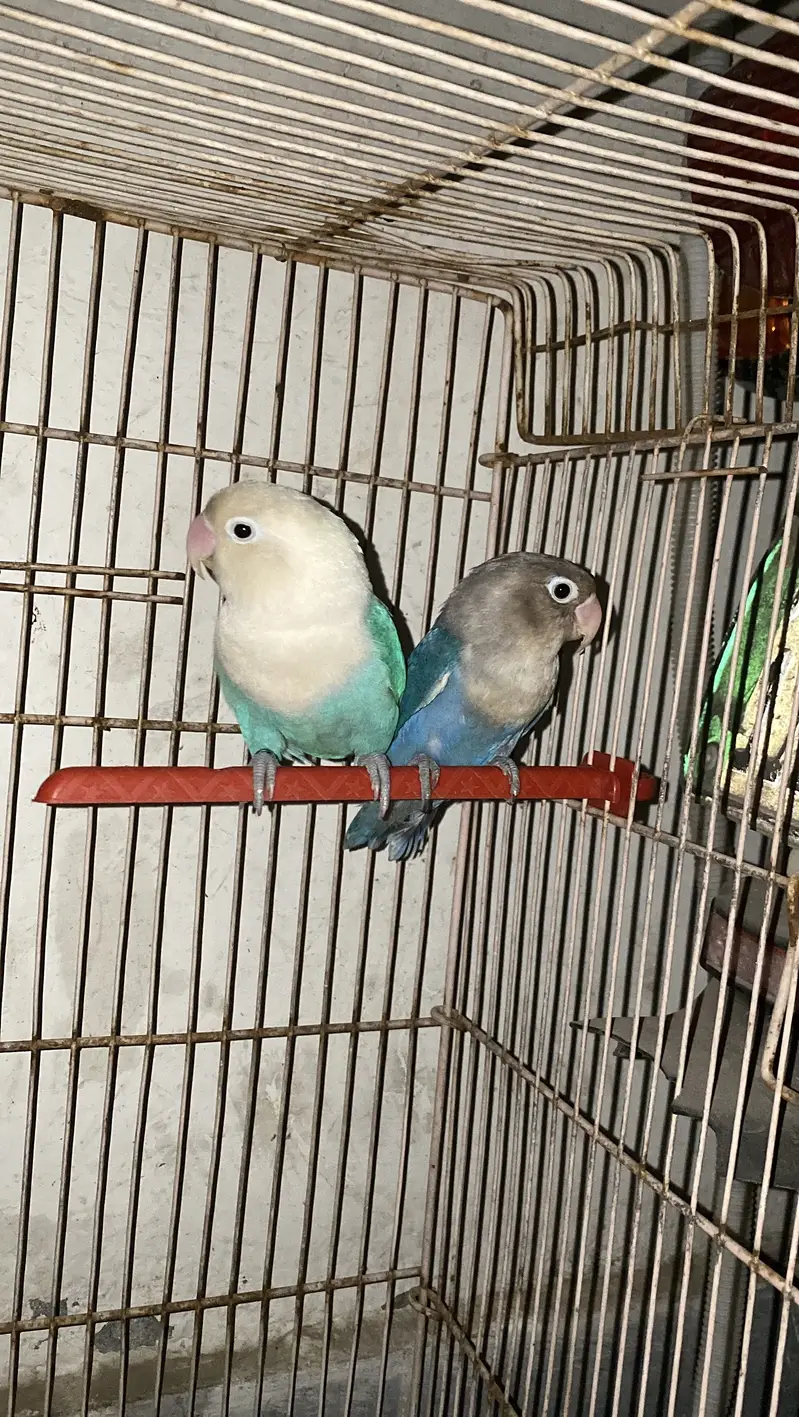 Love birds pairs — photo 3