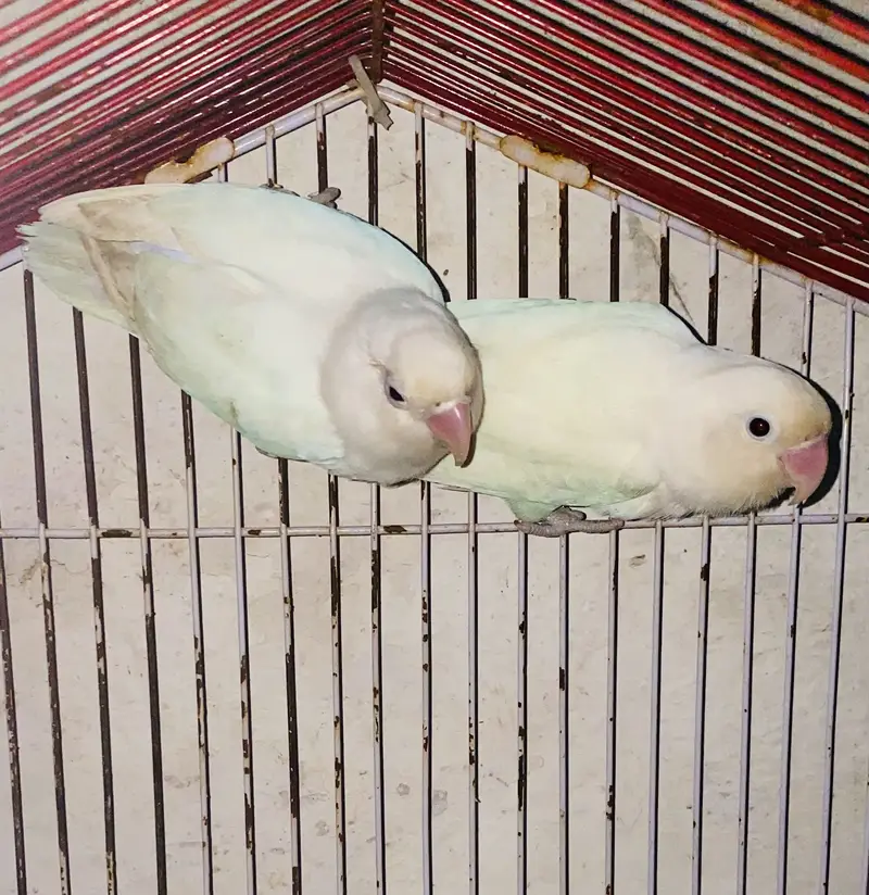 Love birds pairs — photo 4