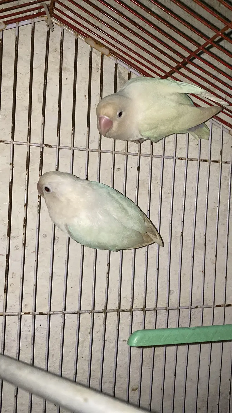 Love birds pairs — photo 5