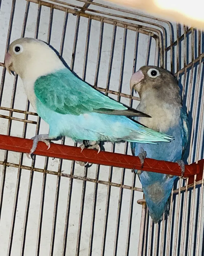 Love birds pairs — photo 7