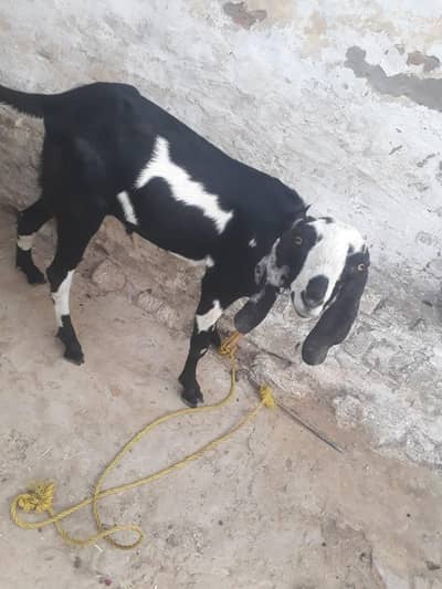Bakra for Sale
