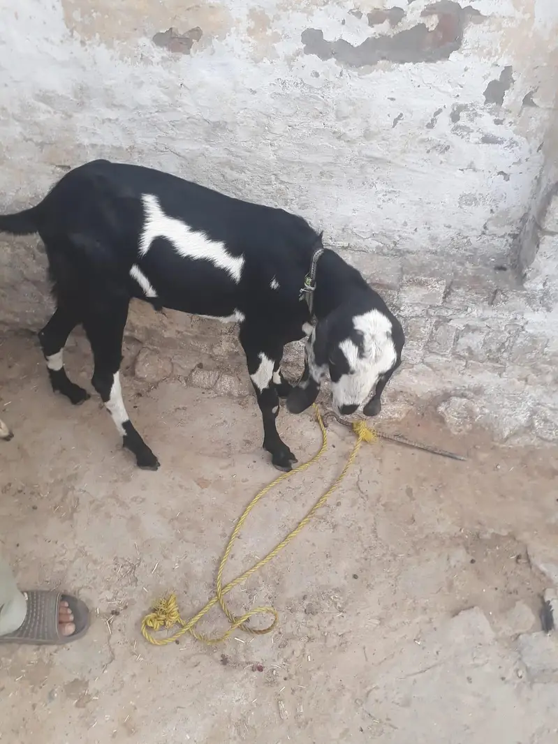 Bakra for Sale — photo 2