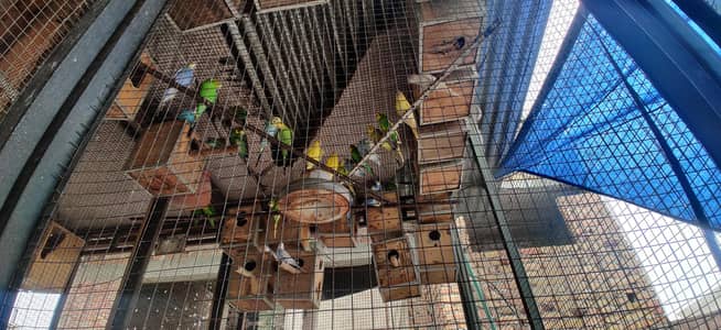 budgie parrots