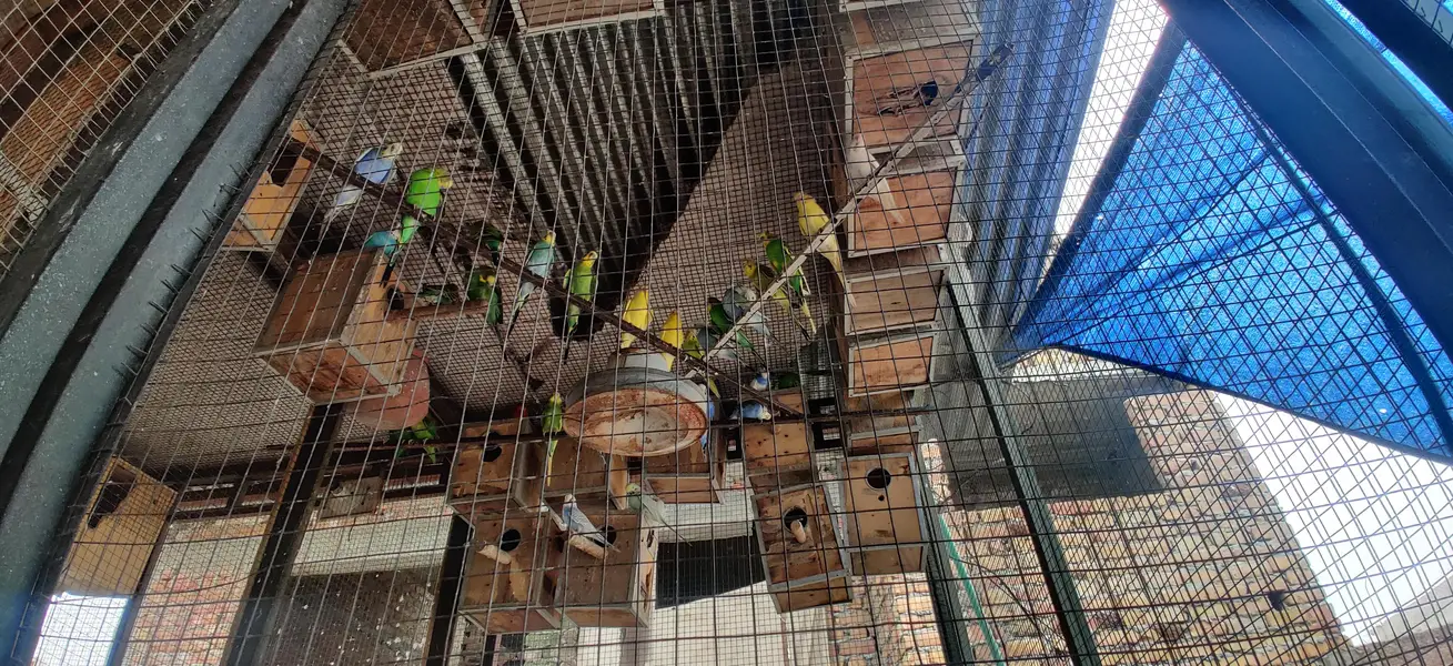 budgie parrots — photo 2